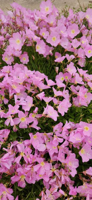 하은와송~♡♡♡~님의 자유주제 · 자유게시판 작성글 사진