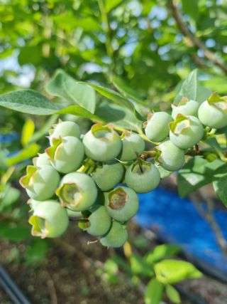 팜모닝회원 정정섭 님의 자유주제 · 자유게시판 작성글 사진
