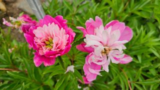 삼례텃밭지기님의 자유주제 · 자유게시판 작성글 사진