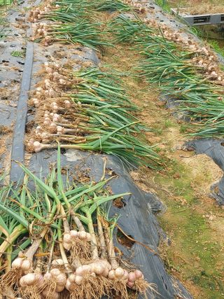 둥이농장(김준태)님의 자유주제 · 자유게시판 작성글 사진