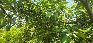 드롱이님의 사과 · 품질 향상 작성글 사진