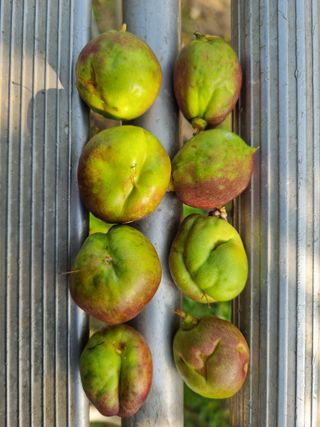 이종선회원님의 🍎 농부님들! '적과'하셨나요? · 참여글 작성글 사진