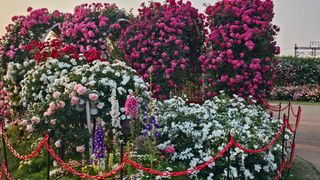 늘푸른농장님의 자유주제 · 자유게시판 작성글 사진