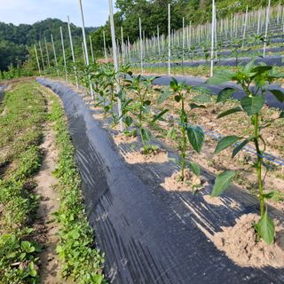 오영도님의 자유주제 · 자유게시판 작성글 사진