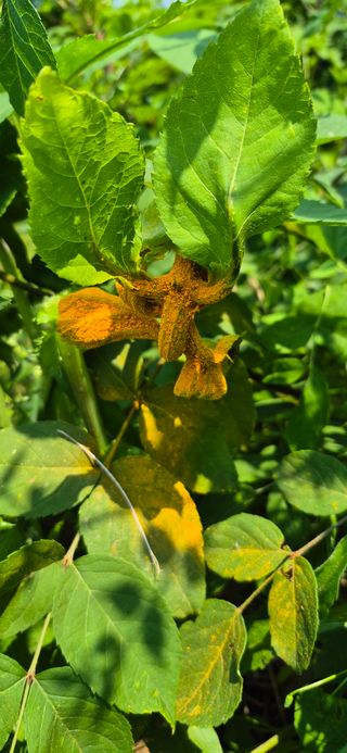 노오길님의 두릅 · 병해충상담 작성글 사진