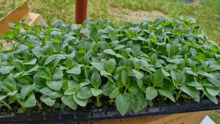 정석구님의 자유주제 · 자유게시판 작성글 사진