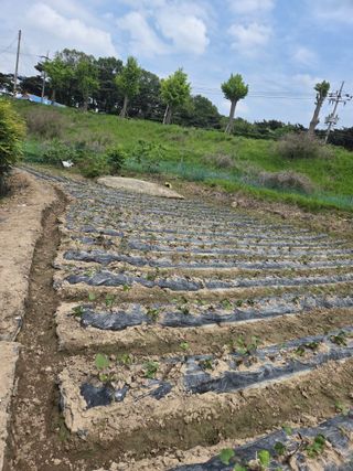 박명광님의 자유주제 · 자유게시판 작성글 사진