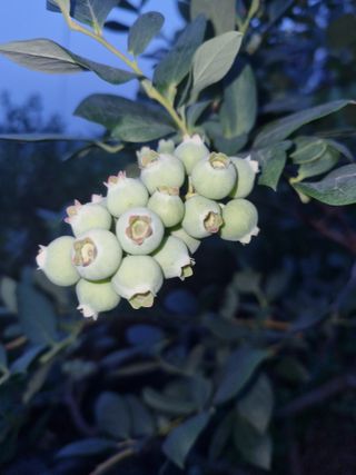 팜모닝회원 정정섭 님의 자유주제 · 자유게시판 작성글 사진