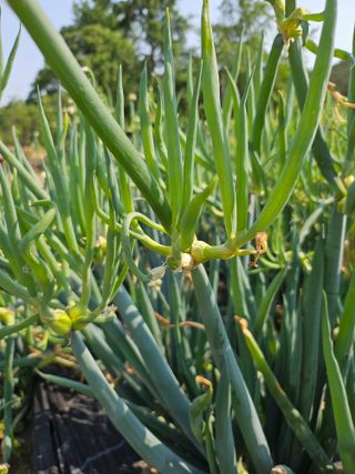 김제일주농장님의 자유주제 · 자유게시판 작성글 사진