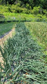 팜모닝 자유주제·자유게시판 게시글 이미지