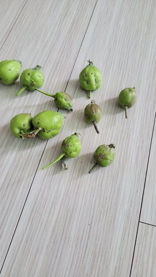 실버농부님의 자유주제 · 자유게시판 작성글 사진