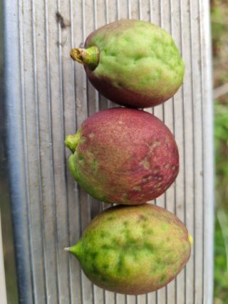 이종선회원님의 🍎 농부님들! '적과'하셨나요? · 참여글 작성글 사진