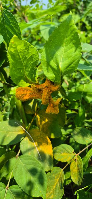 노오길님의 두릅 · 병해충상담 작성글 사진