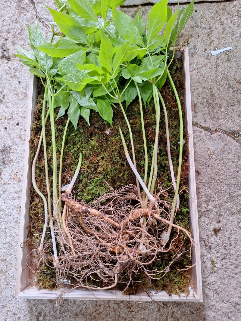 삼두리농원님의 장터 판매 상품 [산양산삼 ] 첨부 사진