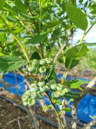 팜모닝회원 정정섭 님의 자유주제 · 자유게시판 작성글 사진