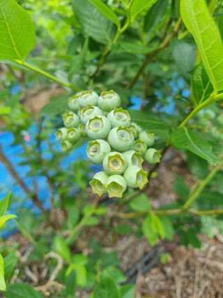 팜모닝회원 정정섭 님의 자유주제 · 자유게시판 작성글 사진