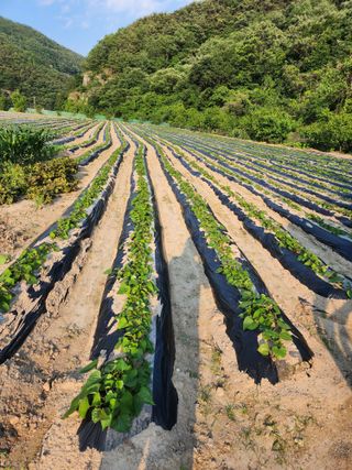 농군님의 자유주제 · 자유게시판 작성글 사진