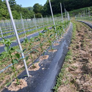 오영도님의 자유주제 · 자유게시판 작성글 사진