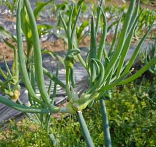 김제일주농장님의 자유주제 · 자유게시판 작성글 사진