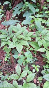 팜모닝 · 게시글 이미지