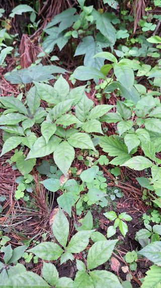 삼두리농원님의 작성글 사진