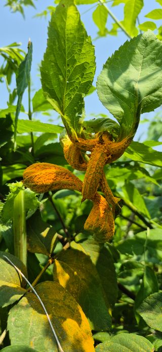 노오길님의 두릅 · 병해충상담 작성글 사진