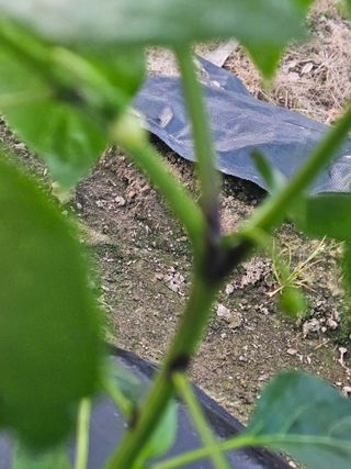 김기만님의 고추 · 병해충상담 작성글 사진