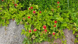 삼례텃밭지기님의 자유주제 · 자유게시판 작성글 사진