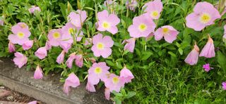 하은와송~♡♡♡~님의 자유주제 · 자유게시판 작성글 사진