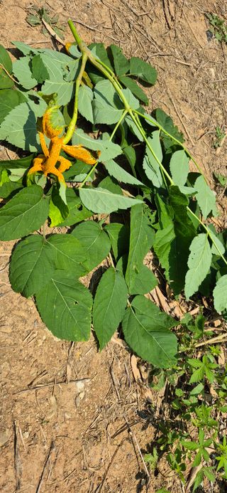 노오길님의 두릅 · 병해충상담 작성글 사진