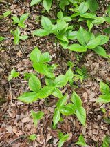 팜모닝 농사, 무엇이든 물어보세요!·참여글 게시글 이미지