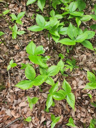 정양식님의 농사, 무엇이든 물어보세요! · 참여글 작성글 사진