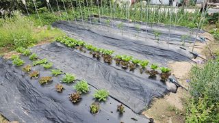 삼례텃밭지기님의 자유주제 · 자유게시판 작성글 사진