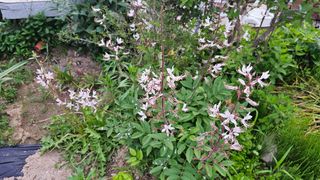 삼례텃밭지기님의 자유주제 · 자유게시판 작성글 사진