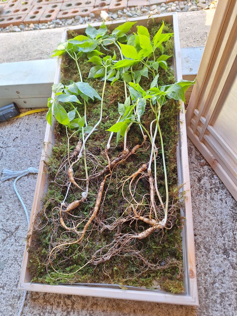 삼두리농원님의 장터 판매 상품 [산양산삼 ] 첨부 사진