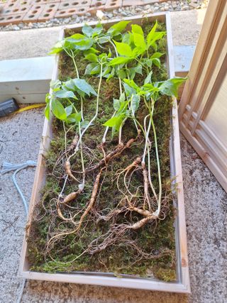 삼두리농원님의 작성글 사진