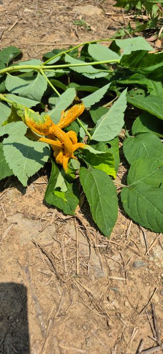 노오길님의 두릅 · 병해충상담 작성글 사진