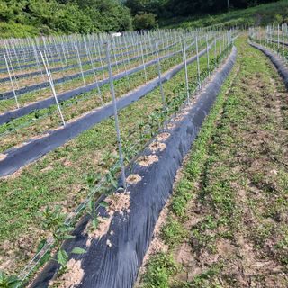 오영도님의 자유주제 · 자유게시판 작성글 사진