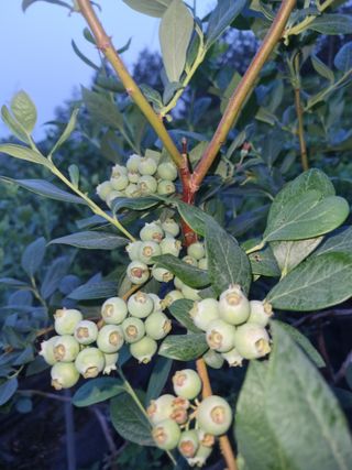 팜모닝회원 정정섭 님의 자유주제 · 자유게시판 작성글 사진