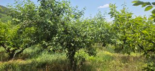 드롱이님의 사과 · 품질 향상 작성글 사진