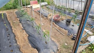 삼례텃밭지기님의 자유주제 · 자유게시판 작성글 사진