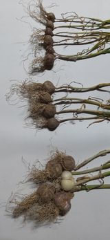 팜모닝 농사, 무엇이든 물어보세요!·참여글 게시글 이미지