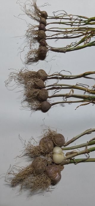 김문경님의 농사, 무엇이든 물어보세요! · 참여글 작성글 사진
