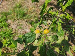 귤13740님의 자유주제 · 자유게시판 작성글 사진