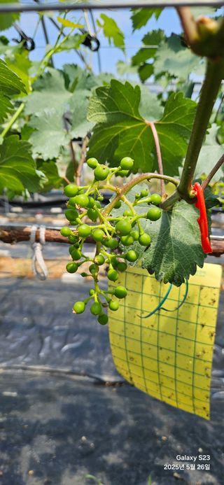 김상욱님의 농사, 무엇이든 물어보세요! · 참여글 작성글 사진