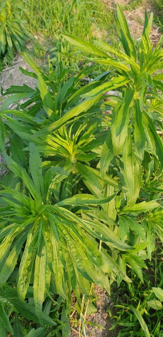 더좋은세상농원님의 자유주제 · 자유게시판 작성글 사진