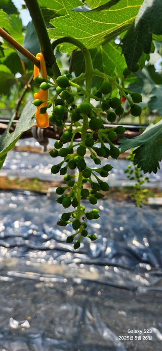 김상욱님의 농사, 무엇이든 물어보세요! · 참여글 작성글 사진