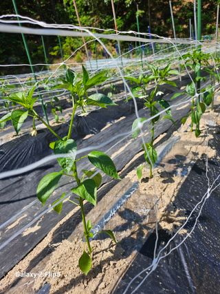 영숙님의 자유주제 · 자유게시판 작성글 사진