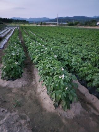 보은 김영순님의 자유주제 · 자유게시판 작성글 사진