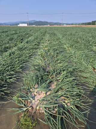 송광만님의 양파 · 자유게시판 작성글 사진